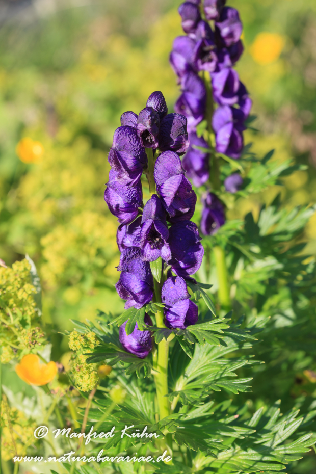 Eisenhut (blauer)_0001