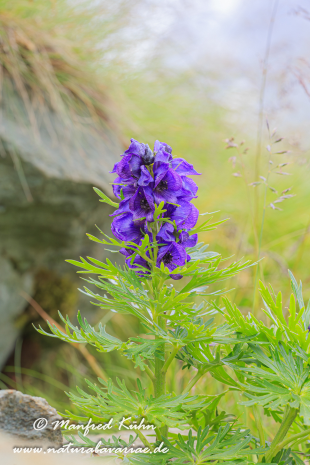 Eisenhut (Blauer)_0005