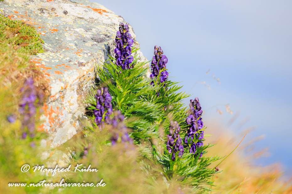 Eisenhut (Blauer)_0007