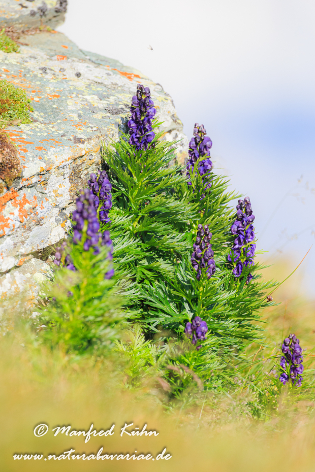 Eisenhut (Blauer)_0009