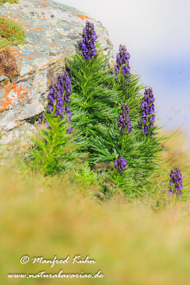 Eisenhut (blauer)_0012