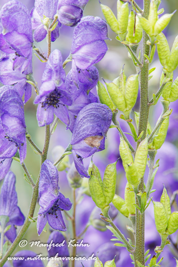 Eisenhut (blauer)_0014