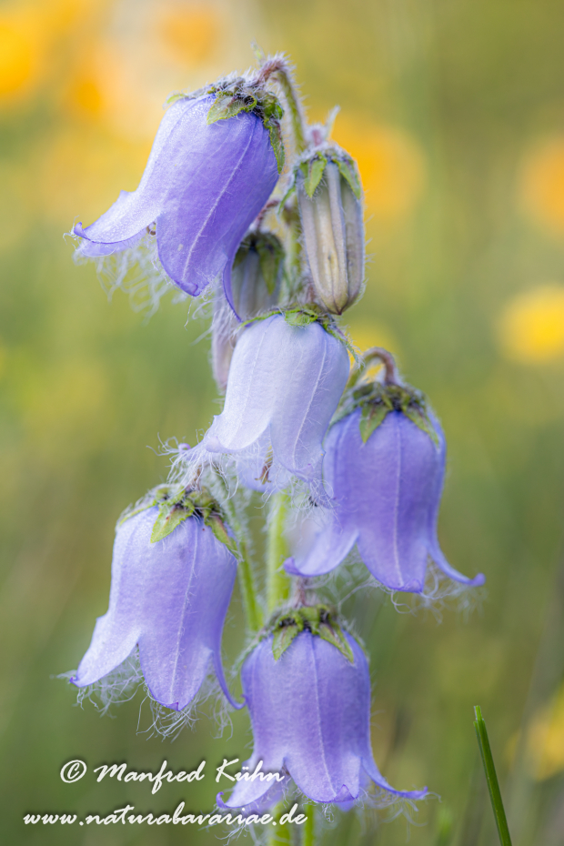 Glockenblume (baertige)_0005