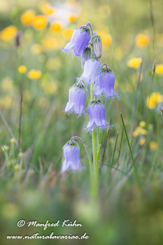 Glockenblume (baertige)_0007