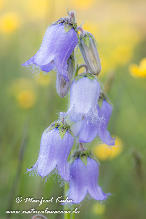 Glockenblume (baertige)_0013