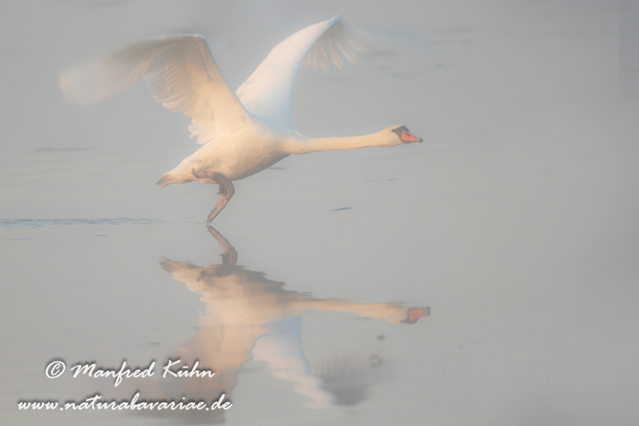 Federsee - Höckerschwan ()_0012