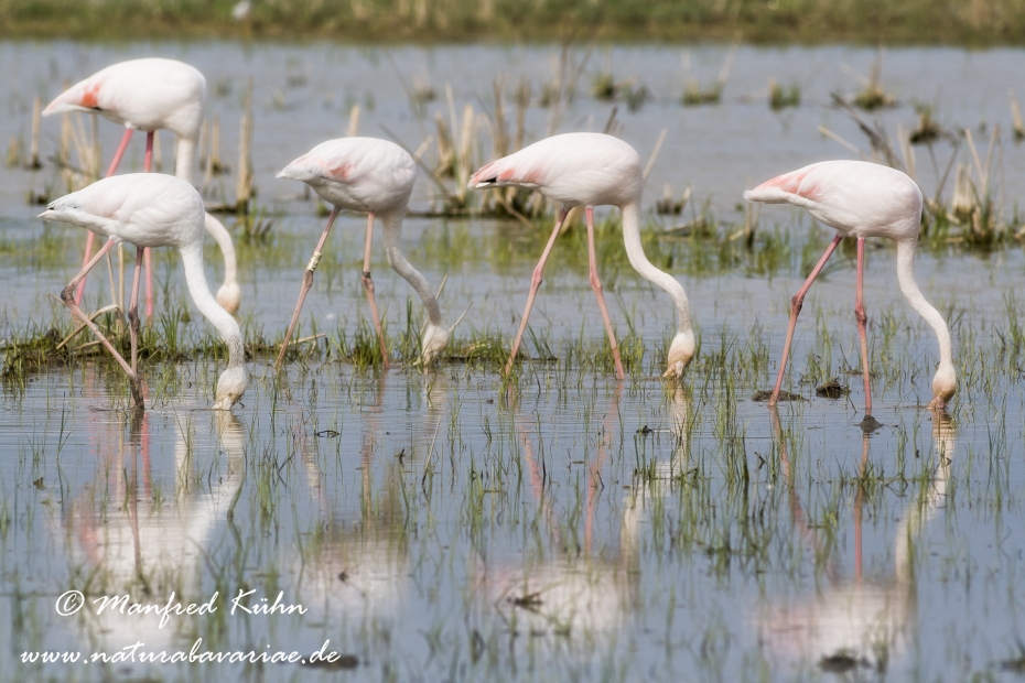 Flamingo (rosa)_0049