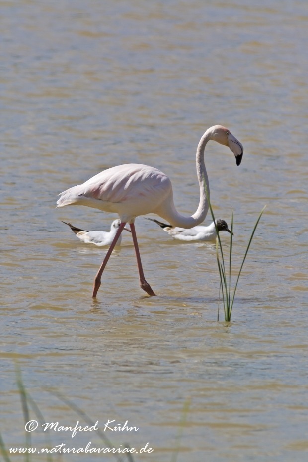 Flamingo (rosa)_0084