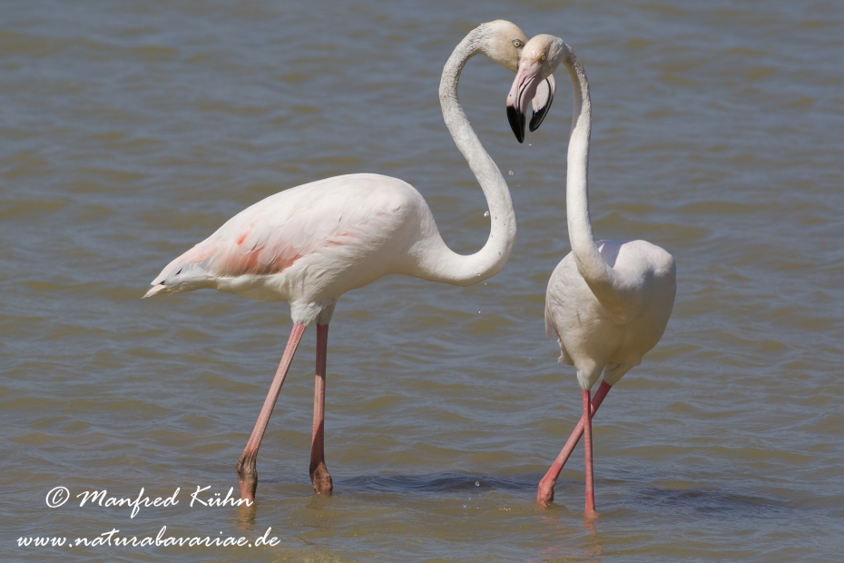 Flamingo (rosa)_0092