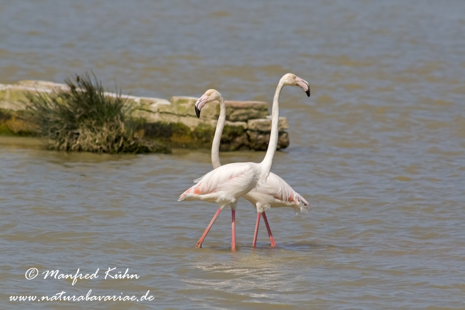 Flamingo (rosa)_0099