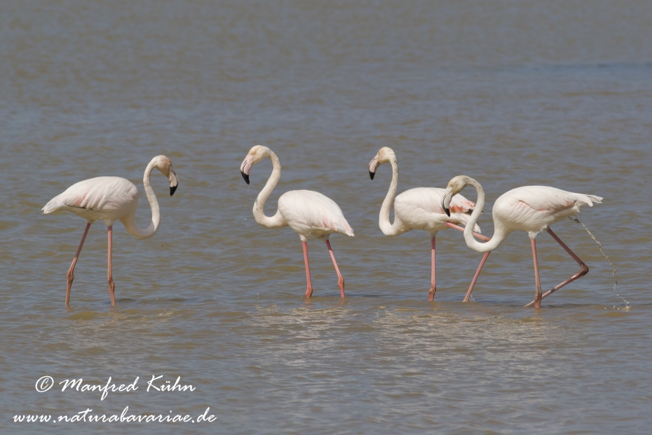 Flamingo (rosa)_0102