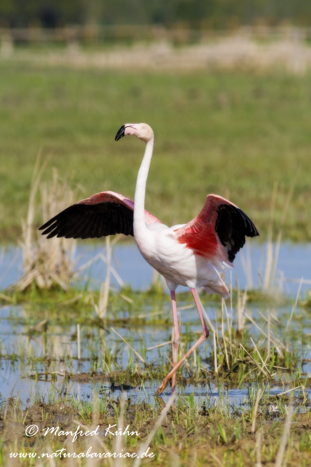 Flamingo (rosa)_0141