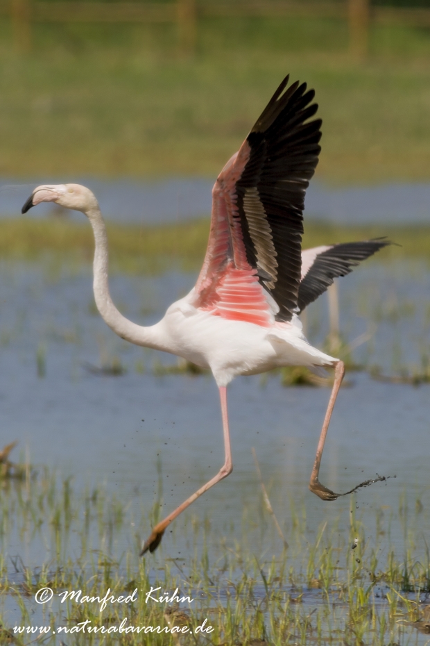 Flamingo (rosa)_0159