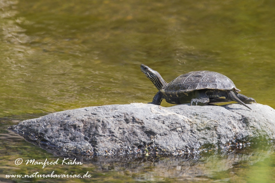 Westkaspische Schildkröte ()_0004