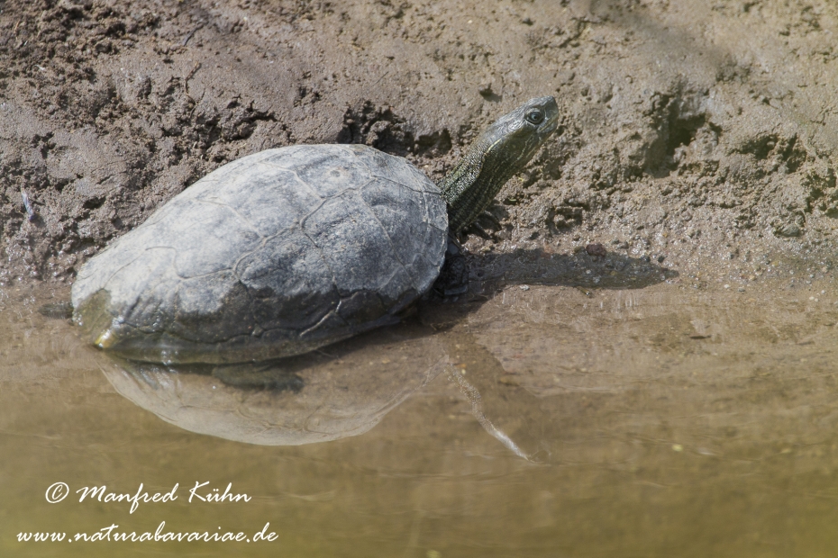 Westkaspische Schildkröte ()_0005