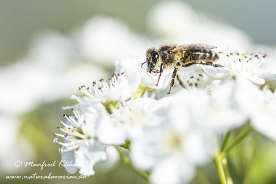 Honigbiene (Westliche)_0006