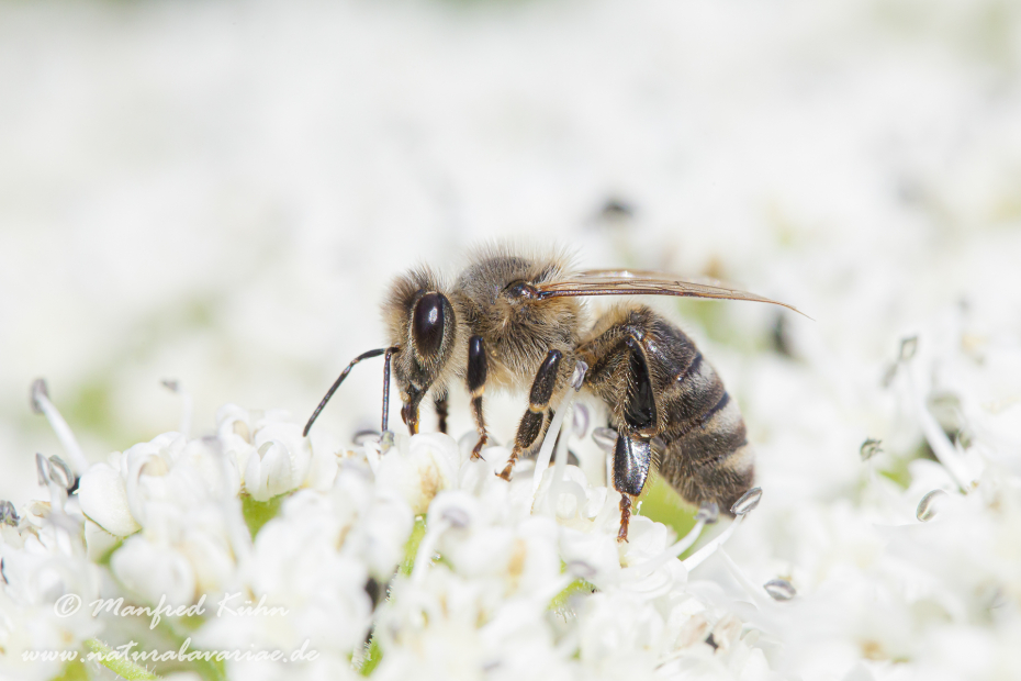 Honigbiene (Westliche)_0010