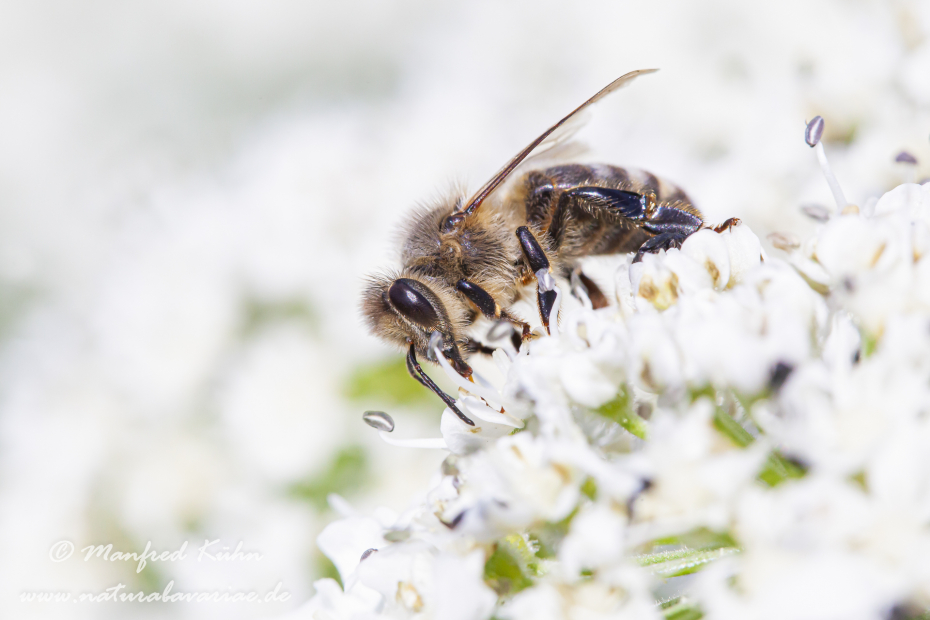 Honigbiene (Westliche)_0030