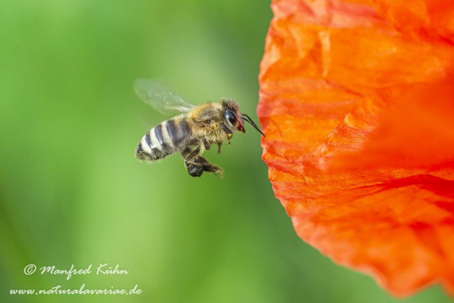 Honigbiene (Westliche)_0038