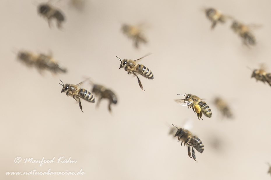Honigbiene (Westliche)_0044