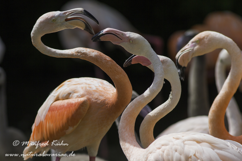 Flamingo (Roter)_0001