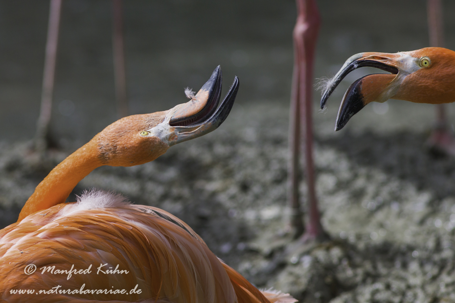 Flamingo (Roter)_0005