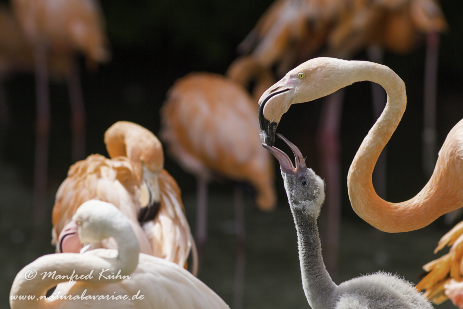 Flamingo (Roter)_0010