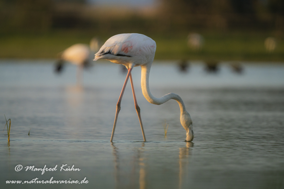 Flamingo (rosa)_0175