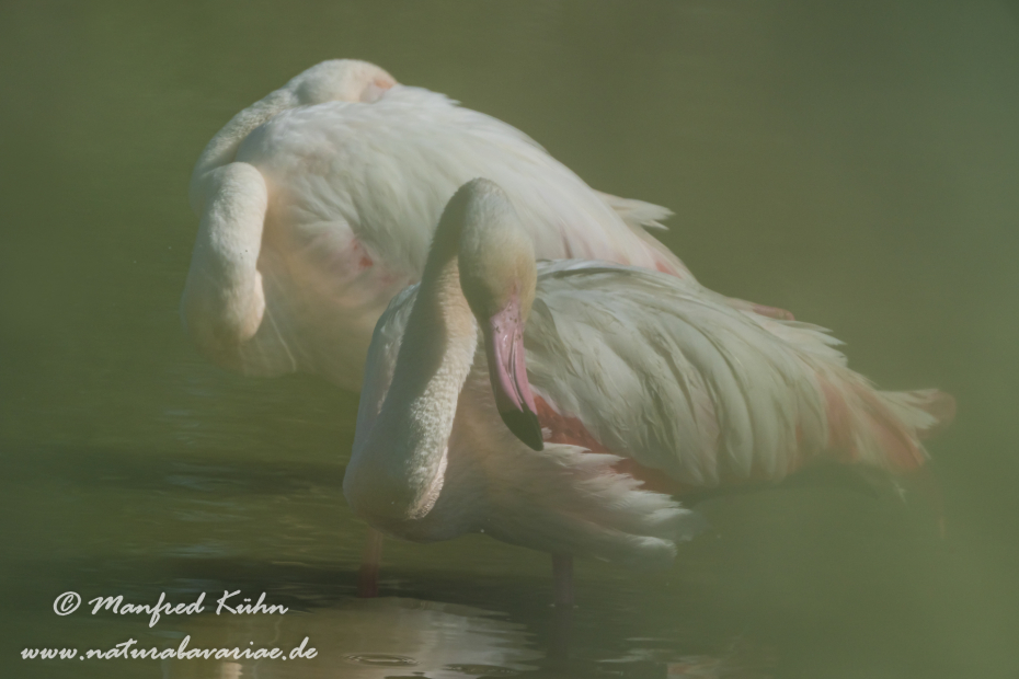 Flamingo (rosa)_0182