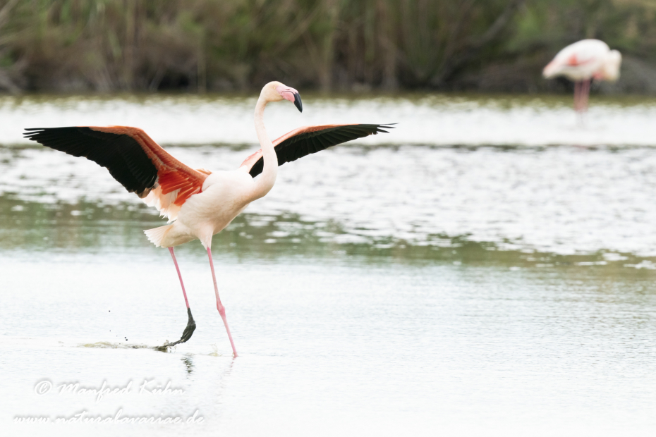 Flamingo (rosa)_0193