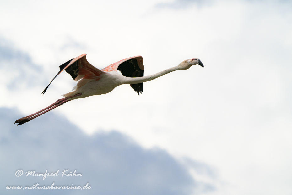 Flamingo (rosa)_0198