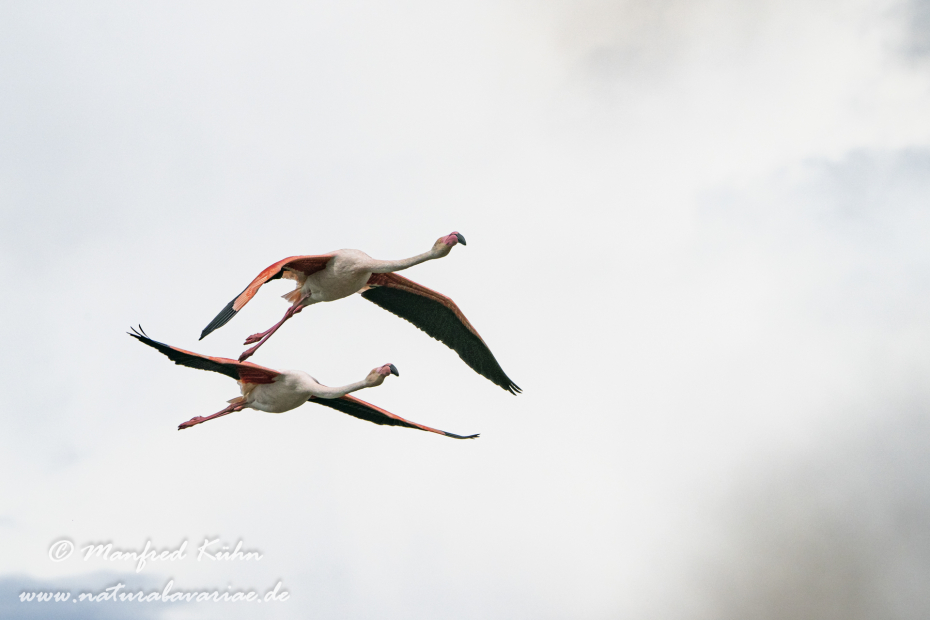 Flamingo (rosa)_0209