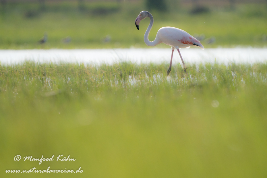Flamingo (rosa)_0215