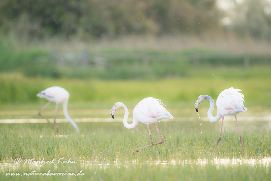 Flamingo (rosa)_0242