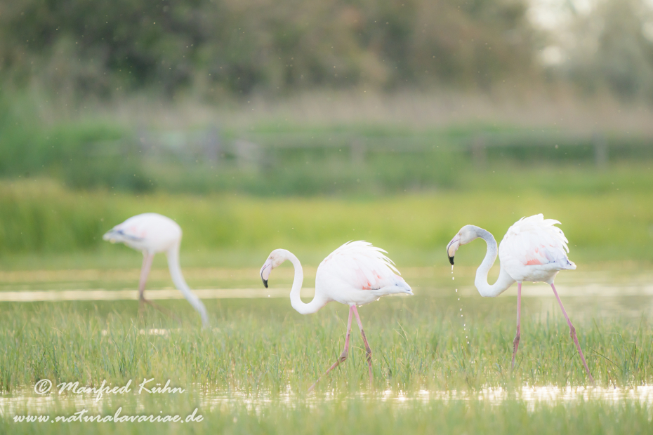 Flamingo (rosa)_0244