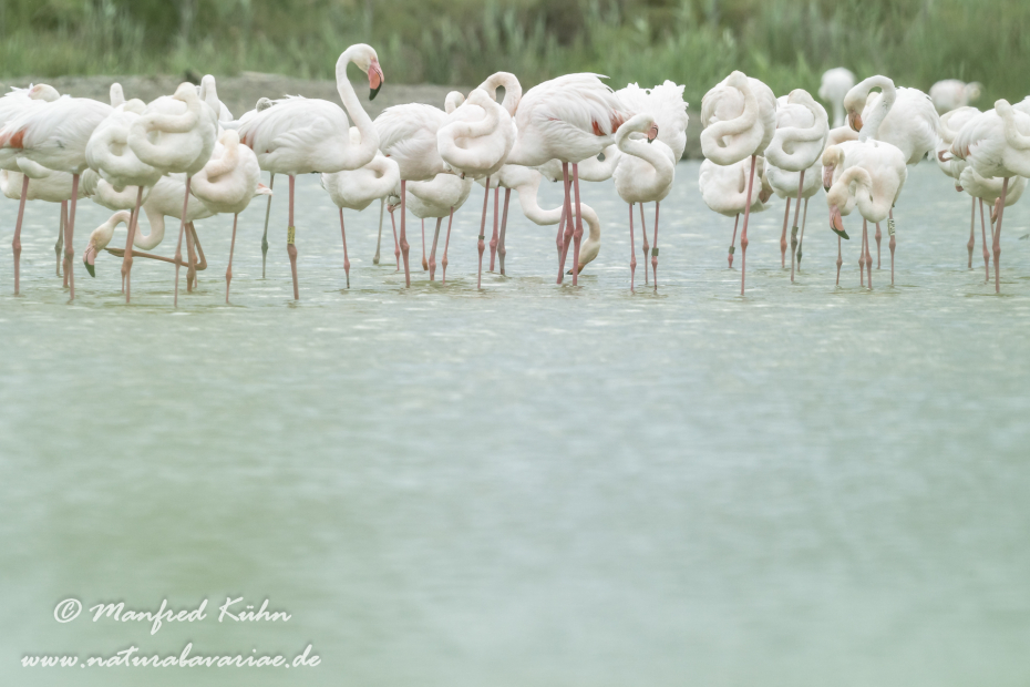 Flamingo (rosa)_0276