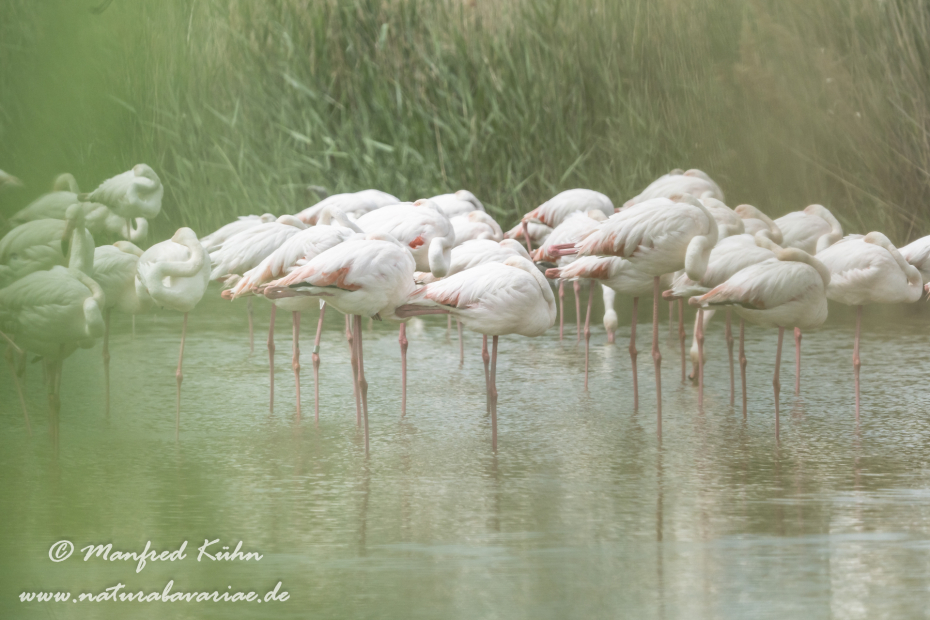 Flamingo (rosa)_0283
