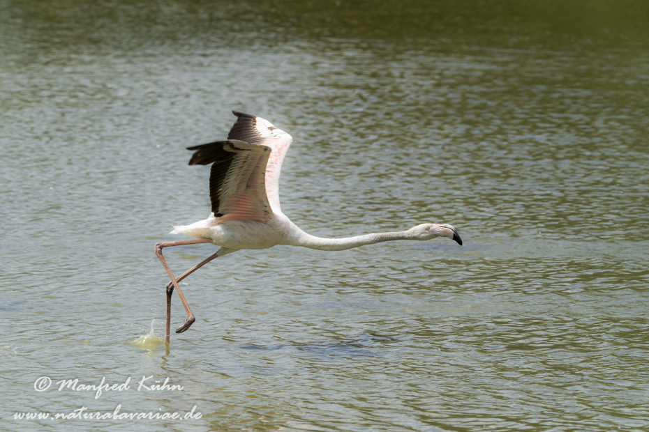 Flamingo (rosa)_0289