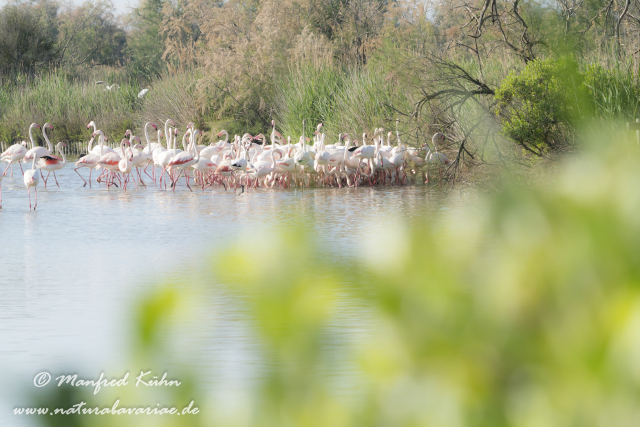 Flamingo (rosa)_0301