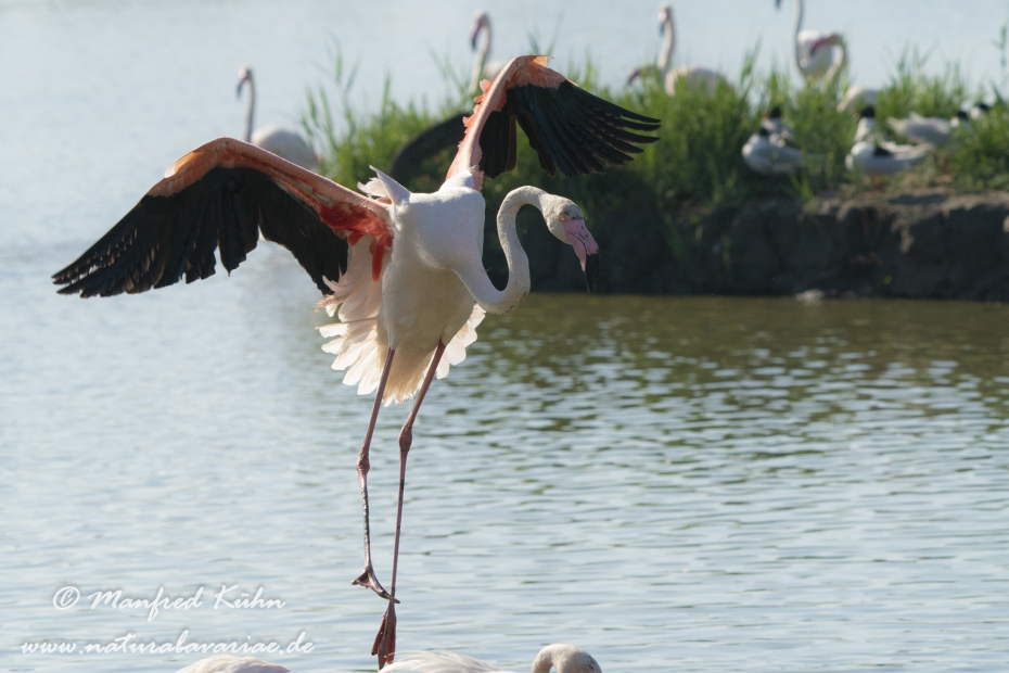 Flamingo (rosa)_0319
