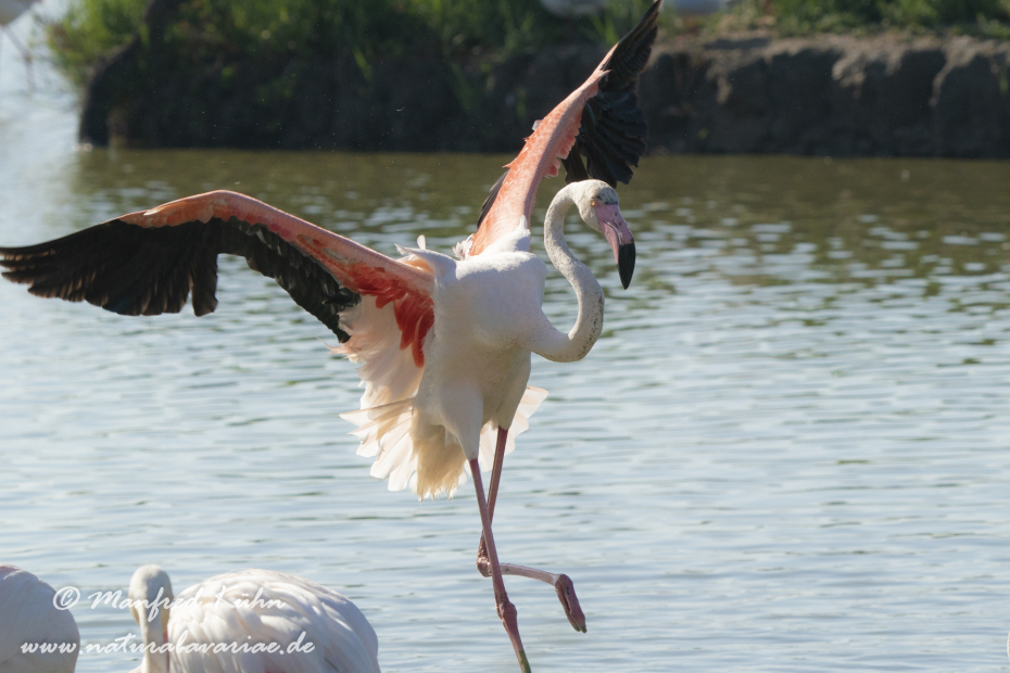 Flamingo (rosa)_0321