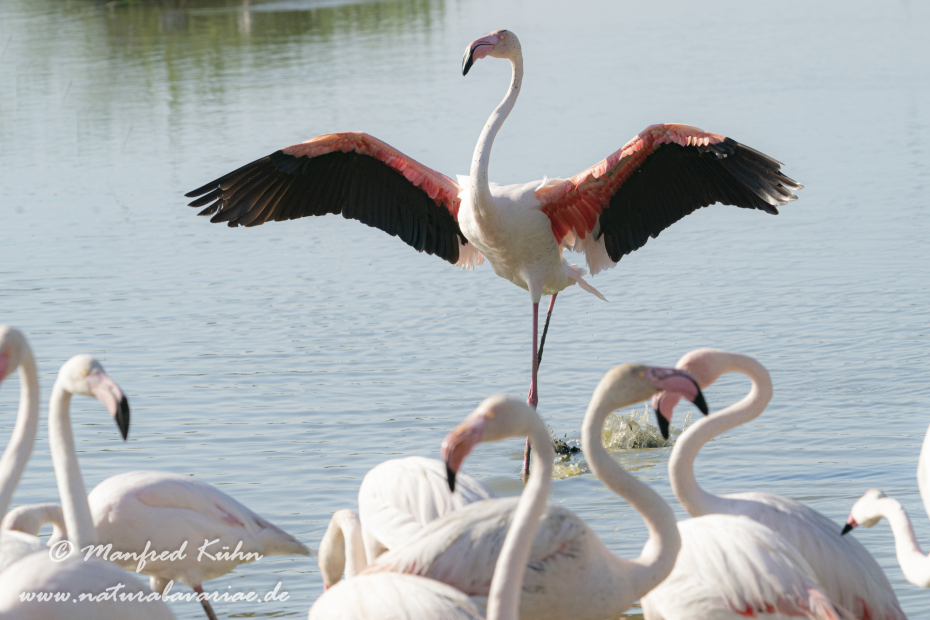 Flamingo (rosa)_0327