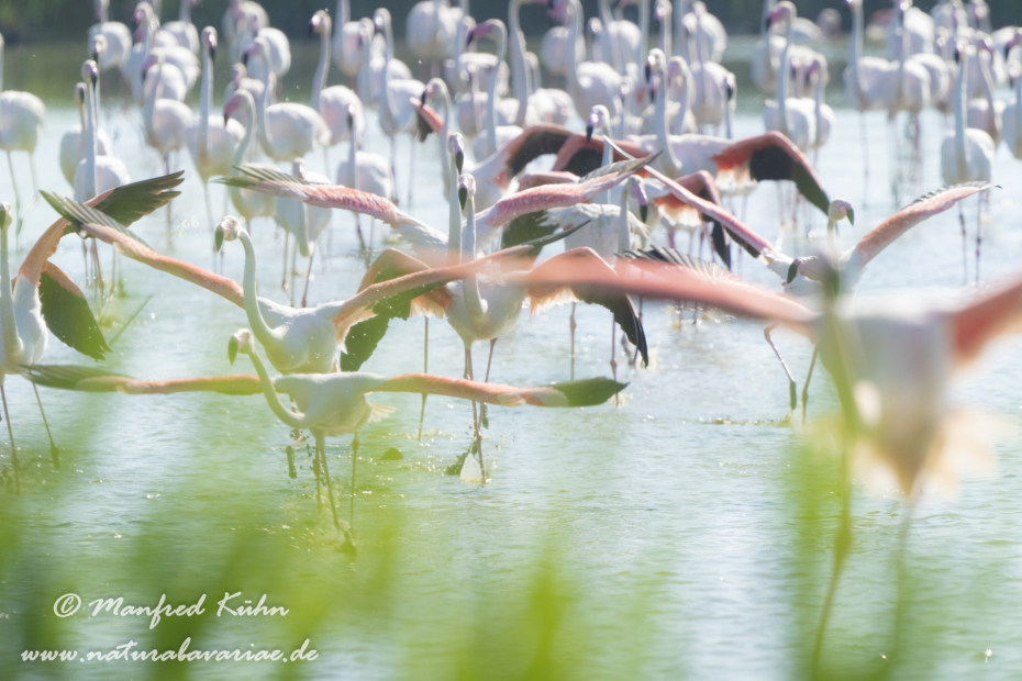 Flamingo (rosa)_0337