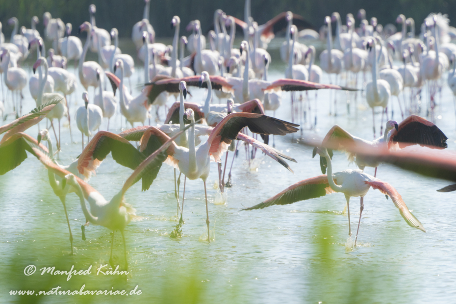 Flamingo (rosa)_0338