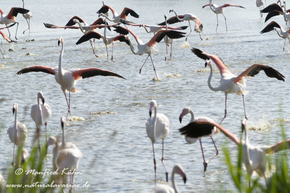 Flamingo (rosa)_0346
