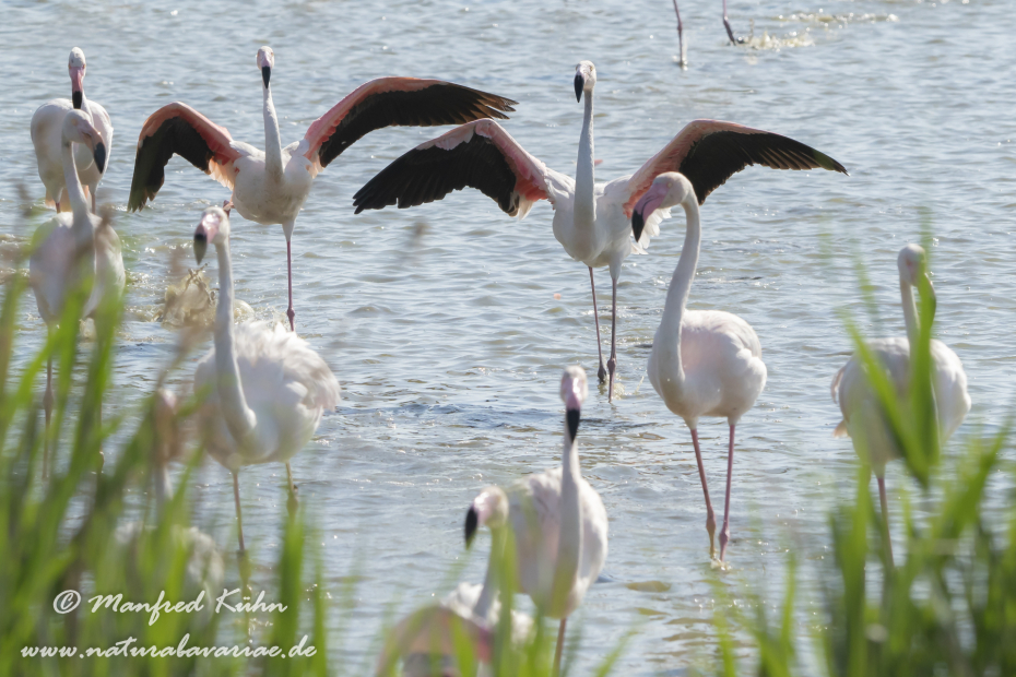Flamingo (rosa)_0352