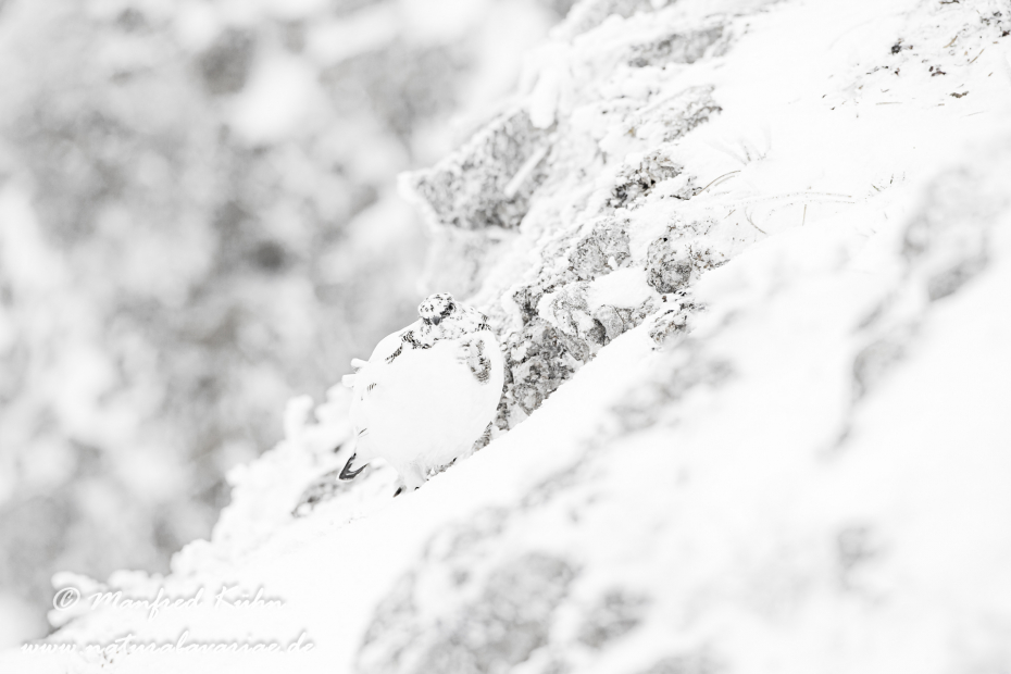 Schneehuhn  (Alpen-)_0071