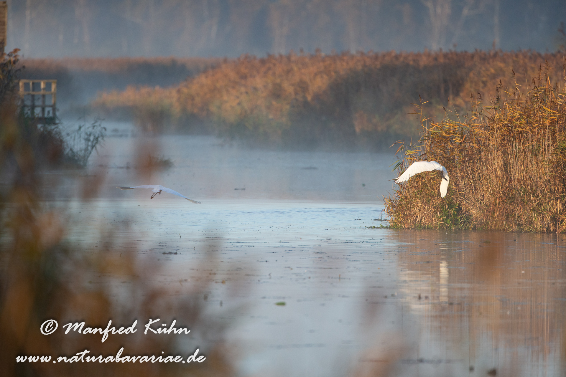 Morgen am Federsee Federsee