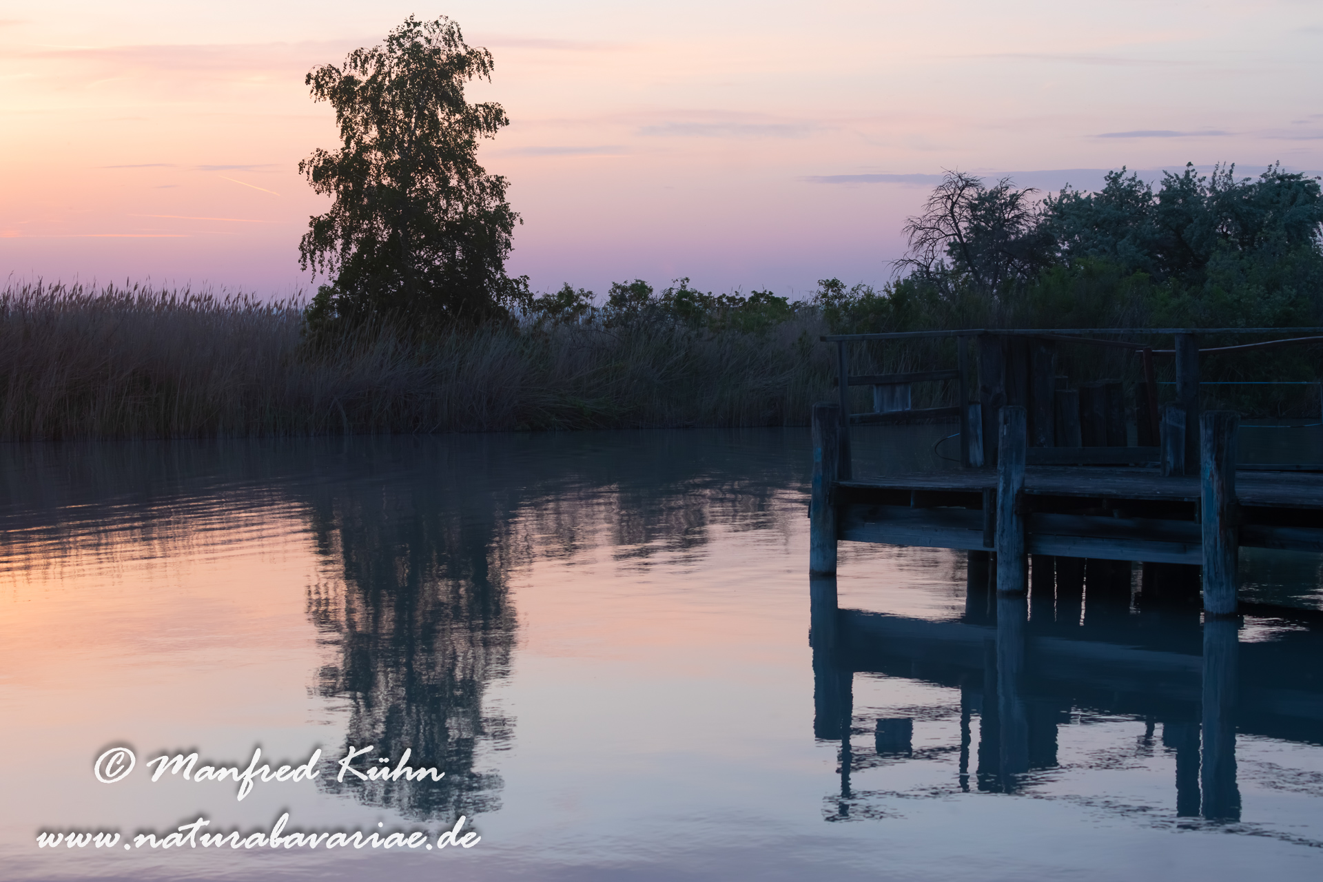Schilfbestände - Lebensmittelpunkt am See