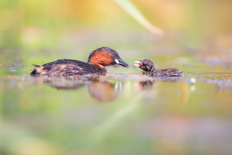 Schwimmversteck